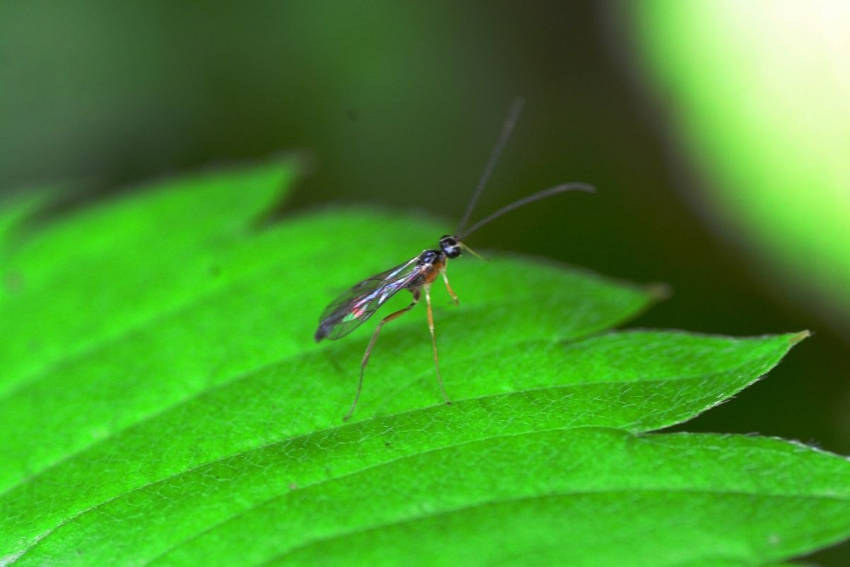 Fungus Gnat 2